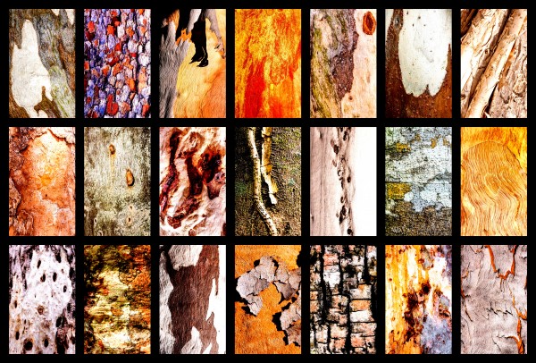 Central Australia Tree Bark Montage by Lexa Harpell